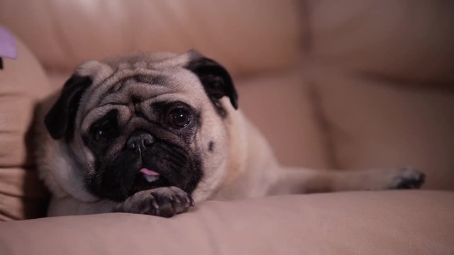 A sweet pug dog lying on sofa, cute eyes, glance. Beauty face. Close up. Portrait
