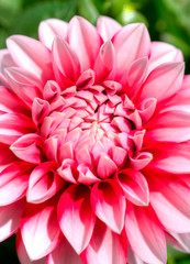 Pink dream