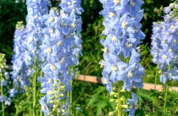 Blue flowers in garden