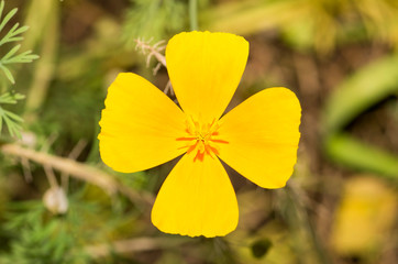 Eschscholzia californica