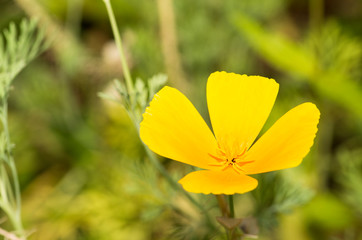 Eschscholzia californica