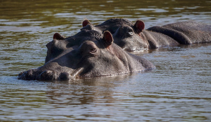 Hippos in river