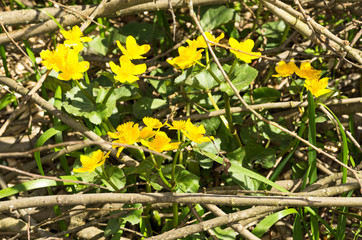 Caltha palustris