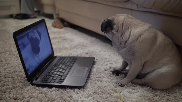 Funny сute pug dog watching a video about pugs, dogs on a laptop and turning away with disappointment