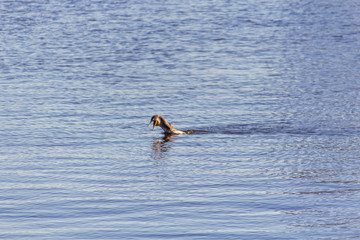 Cormorant in the water