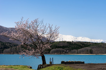 青木湖の1本桜