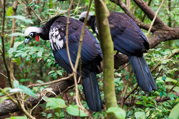 Birds roosting in tree