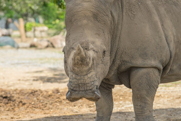 Naklejka premium African White Rhino w zoo