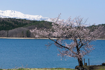 青木湖の1本桜