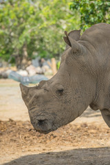 Obraz premium African White Rhino w zoo