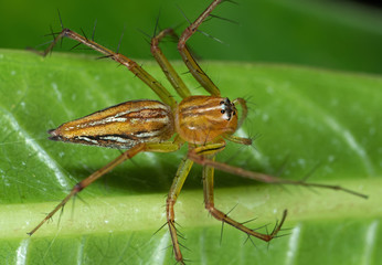 Macro Photo of Jumping Spider on Green Leaf