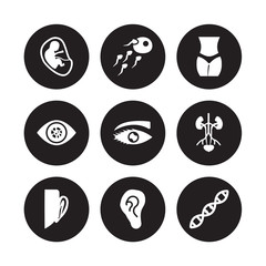 9 vector icon set : Fetus in an uterus, Fertilization, Ear, Excretory system, Eye with lashes, Female hips and waist, variant enlarged pupil, Ear lobe side view isolated on black background