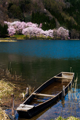 Obraz premium 中綱湖の桜