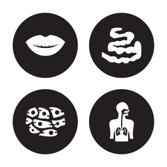 4 vector icon set : Smiling mouth showing teeth, Skin Cells, Small Intestine, Respiratory System isolated on black background