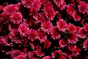 Flower background texture of red chrysanthemum. Cropped shot, close-up, horizontal. Concept of nature and floriculture.