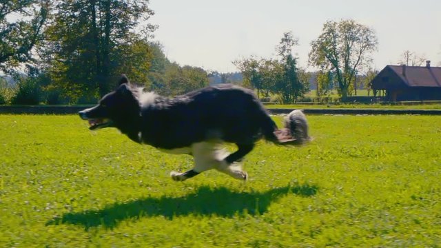SLOW MOTION: Adorable border collie puppy runs on a green meadow with a pond in the background on a hot summer day.