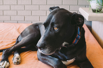 portrait of dog at home 