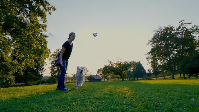 FAIL: Trainer throws a blue ball in the air and a white shepherd dog fails to catch it.