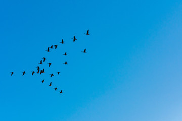 Canada Geese flying