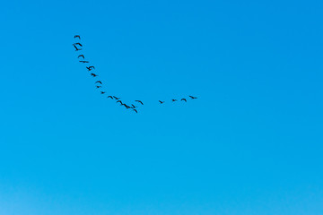 Canada Geese flying