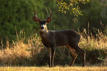 Black Tailed Deer in Forest