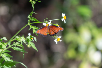 butterfly on flower