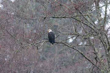 Bald Eagle Taking a Break From Eating