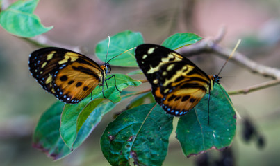 Amazon Rainforest Insect