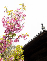 Pink cherry blossoms at a Buddhist temple in Japan