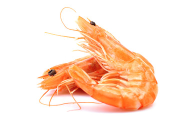 Shrimp on white background