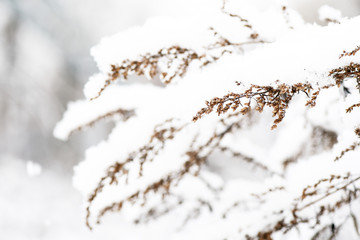 Obraz premium Fluffy snow on dry grass in the winter forest close up