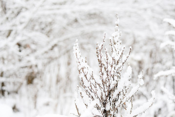 Obraz premium Fluffy snow on dry grass in the winter forest close up
