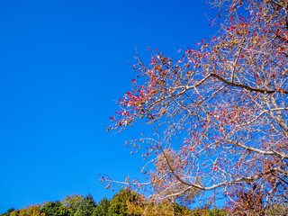 【静岡県伊豆市】公園のモミジバフウ（アメリカフウ）【秋・修善寺虹の郷】