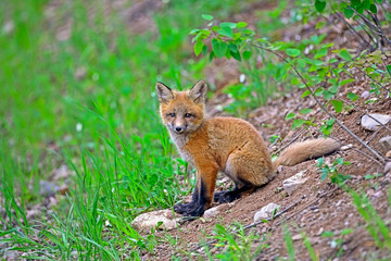 Cute little baby Red Fox sitting on hillside, watching, curious.