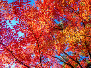 【静岡県伊豆市】公園の紅葉【修善寺虹の郷】