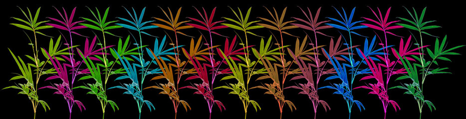  bambous couleurs, fond noir 