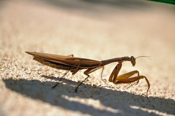mantis