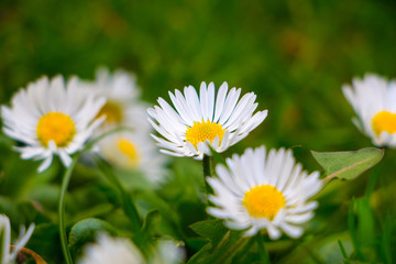 daisies in grass