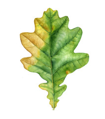 Fototapeta premium watercolor drawing leaf