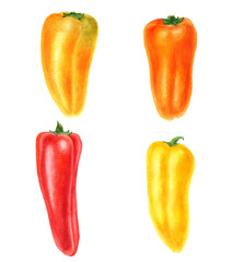 watercolor drawing sweet peppers