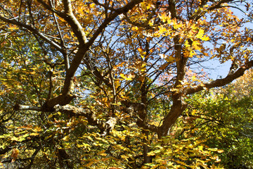 yellow tree in autumn