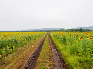 Fototapeta na wymiar Wide view of muddy tire tracks along a sunflower field on a hazy day. Khao Chin Lae mountains, Lopburi, Thailand. Nature and agriculture.