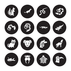 16 vector icon set : skunk, Turtle, Walrus, Whale, Wolf, Toucan, coral snake, kitten, iguana isolated on black background