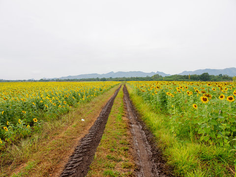 Wide view of muddy tire tracks along a sunflower field on a hazy day. Khao Chin Lae mountains, Lopburi, Thailand. Nature and agriculture.