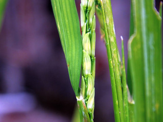 Paddy Macro shot