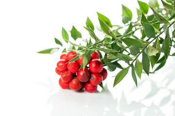 Obraz premium kokina flower