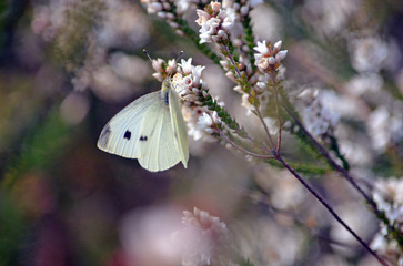 Cabbage White Butterfly, Pieris rapae, drinking nectar of an Australian native Coral Heath flower, Epacris microphylla, Royal National Park, NSW, Australia