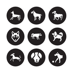 9 vector icon set : Italian Greyhound dog, Irish Terrier Havanese Hovawart Setter Husky Great Pyrenees dog isolated on black background