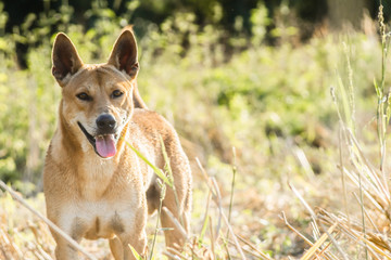 Fototapeta premium Brown dog running in the grass field