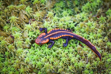 salamander on green mos/ wildlife reptile crocodile salamander spotted orange and black rare animals on high mountain